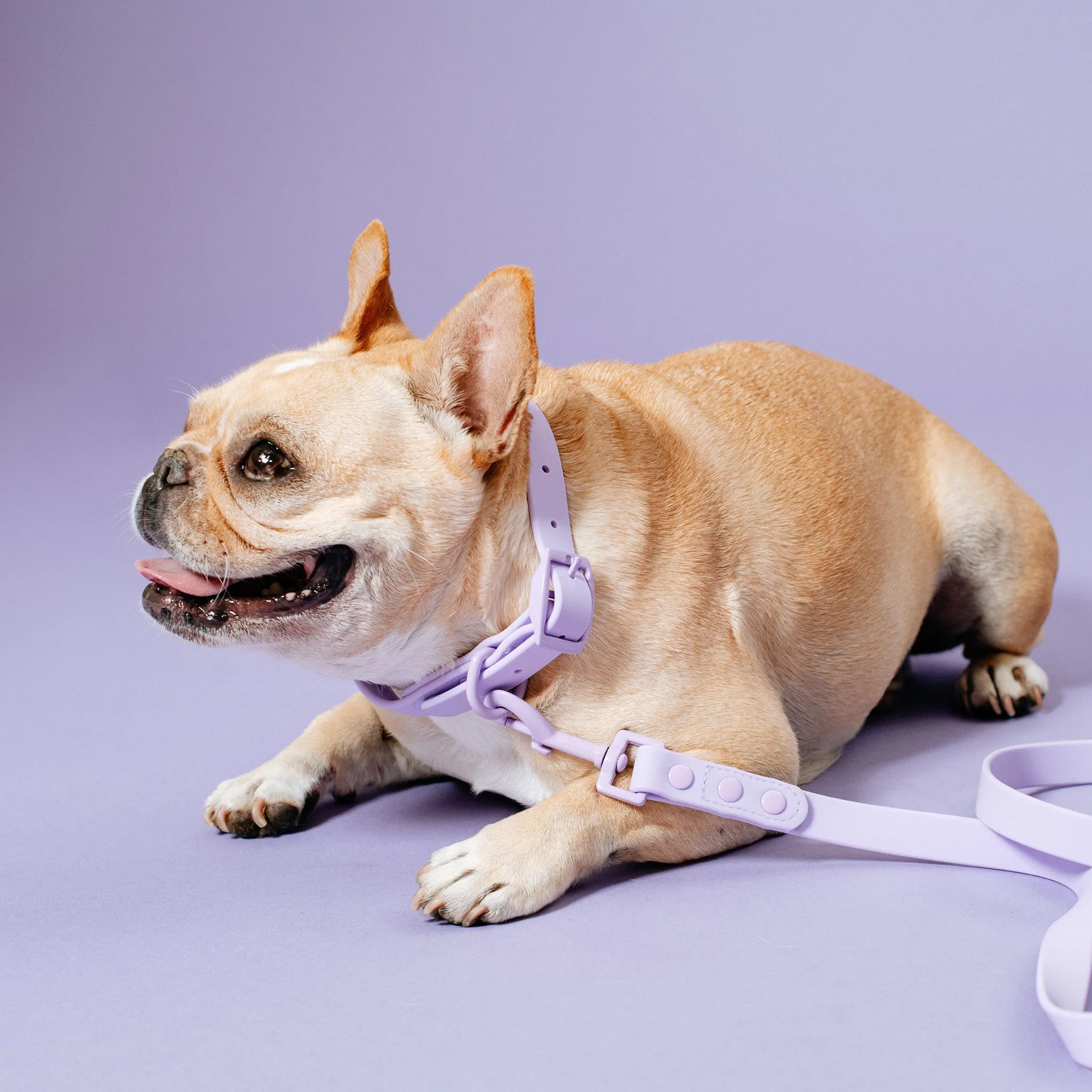 Frenchie Waterproof Collar - Violet