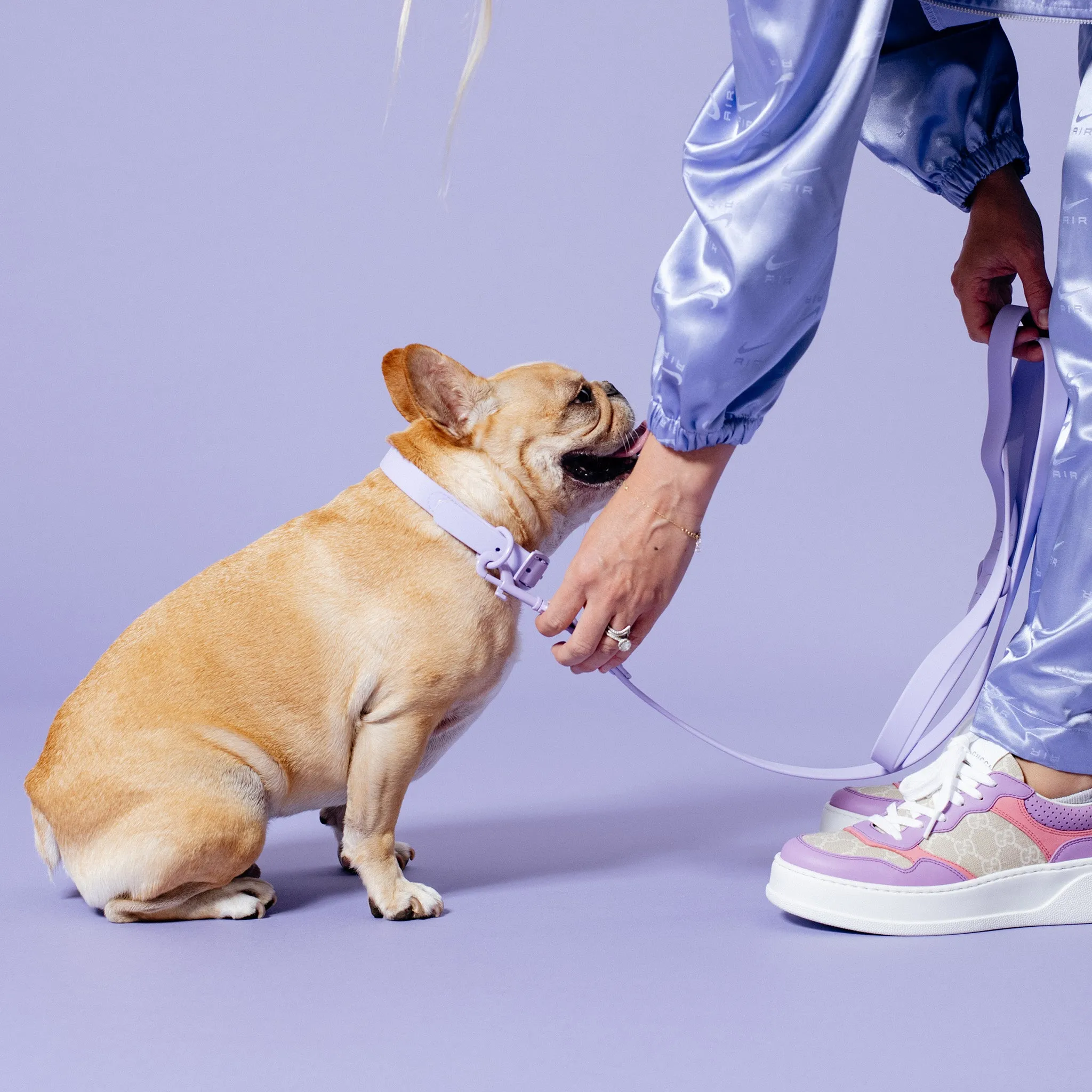 Frenchie Waterproof Collar - Violet