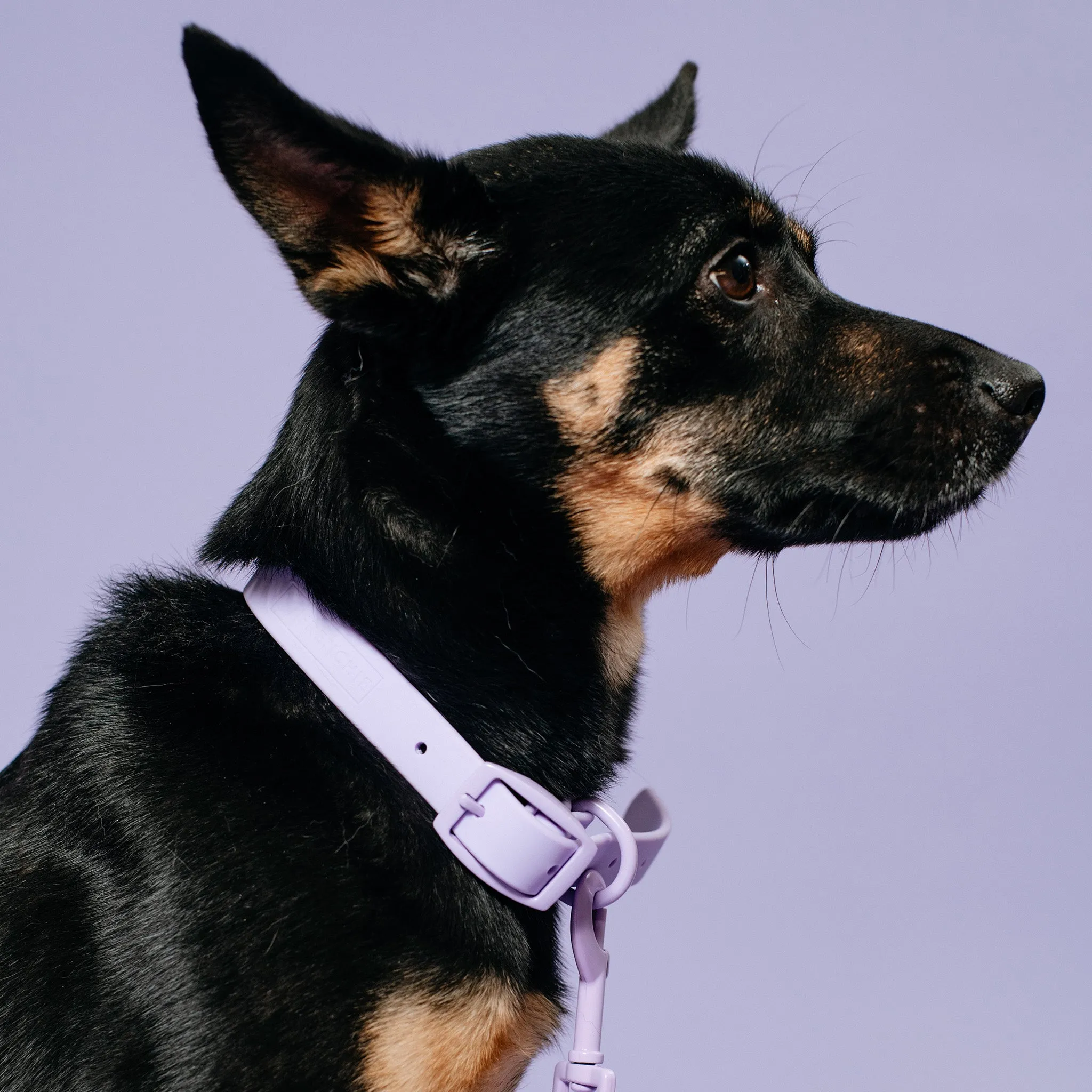 Frenchie Waterproof Collar - Violet