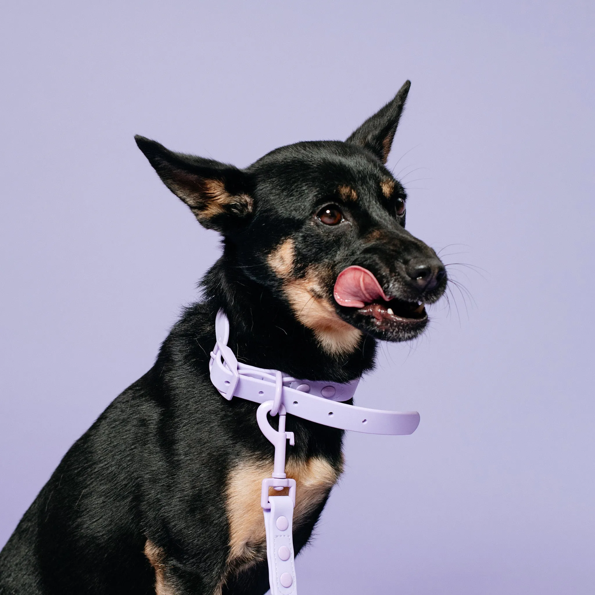 Frenchie Waterproof Collar - Violet