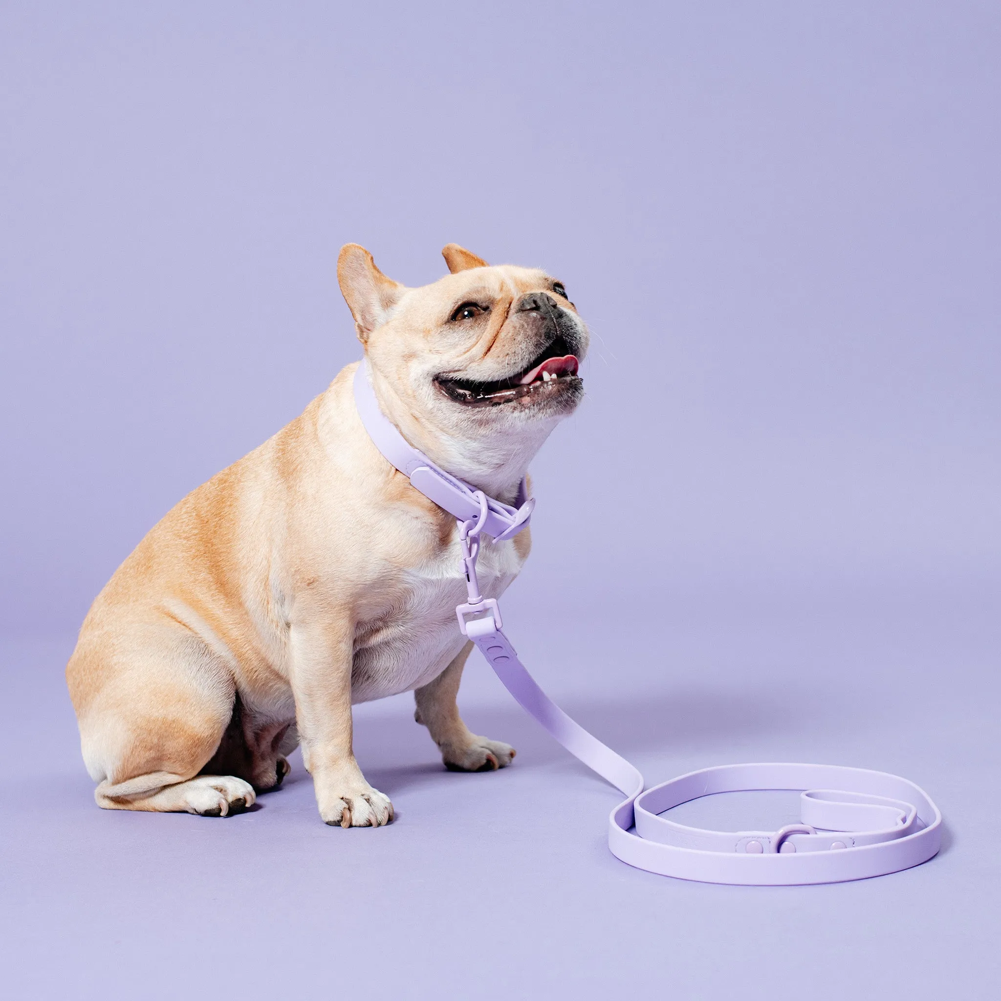 Frenchie Waterproof Collar - Violet