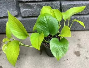 Pothos: Neon 6.5" Hanging Basket