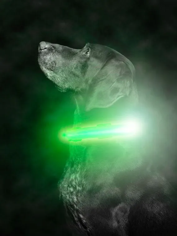 Safety LED Rechargeable Dog Collar