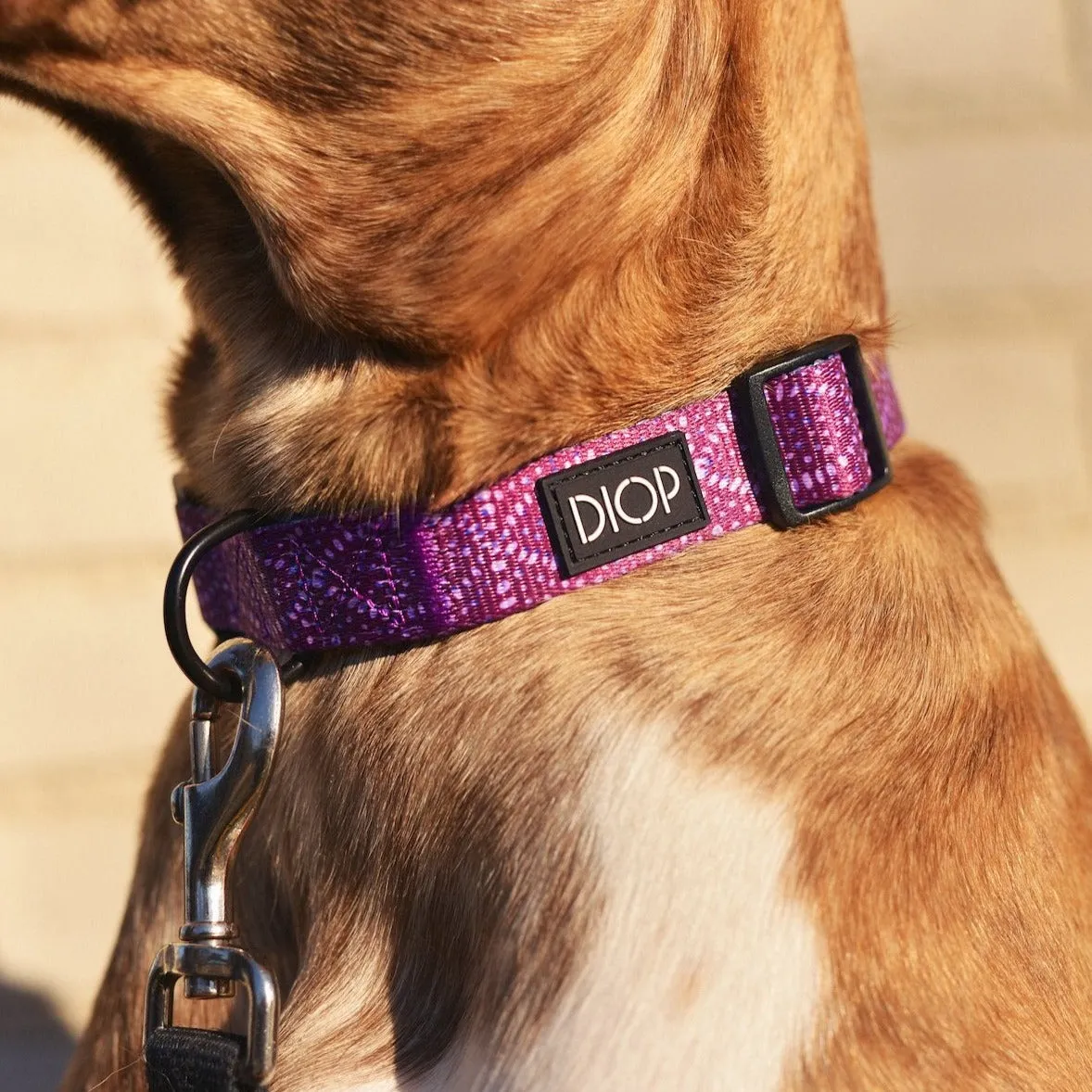 The Kamal Dog Collar